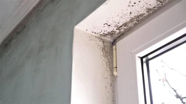 Best Mold Testing and Inspection Services in West Perrine, FL