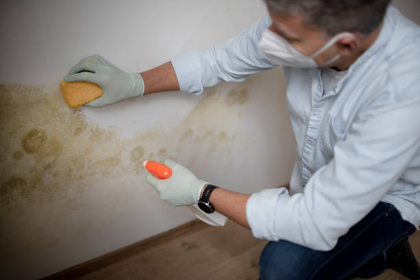 Best Mold Remediation for Schools in West Perrine, FL