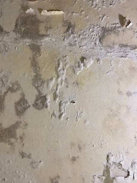Best Residential Mold Remediation in West Perrine, FL