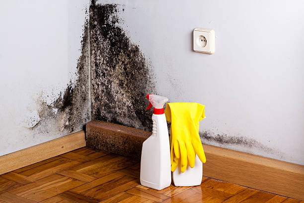 Best Bathroom Mold Remediation in West Perrine, FL