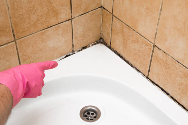 Best Basement Mold Remediation in West Perrine, FL