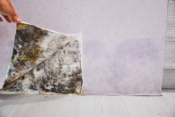 Best Preventive Mold Services in West Perrine, FL